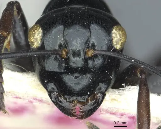 Polyrhachis pagana specimen