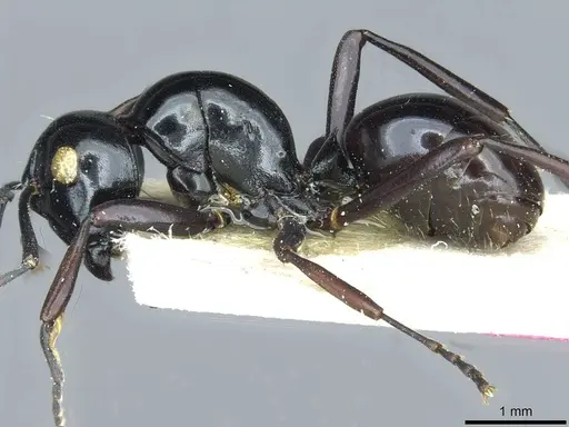 Polyrhachis pagana specimen