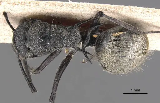 Polyrhachis pallescens specimen