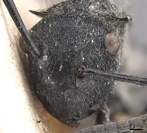 Polyrhachis pallescens specimen