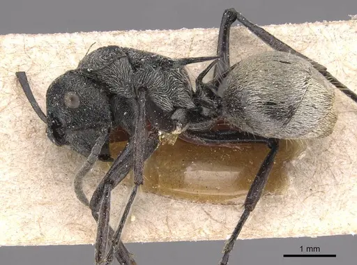 Polyrhachis pallescens specimen