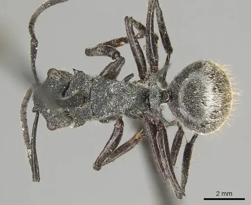 Polyrhachis pallescens - CASENT0915618