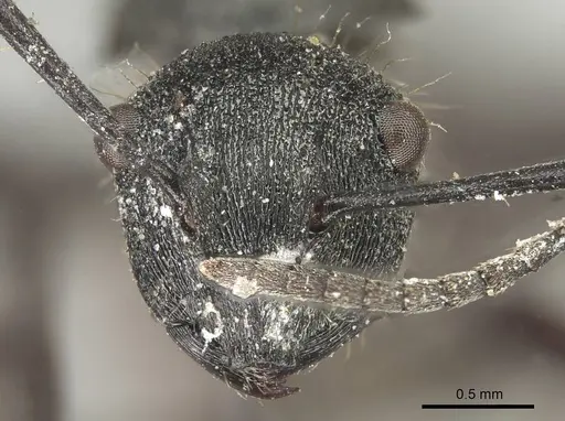 Polyrhachis pallescens - CASENT0915618