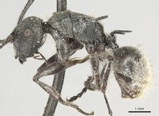 Polyrhachis pallescens - CASENT0915618