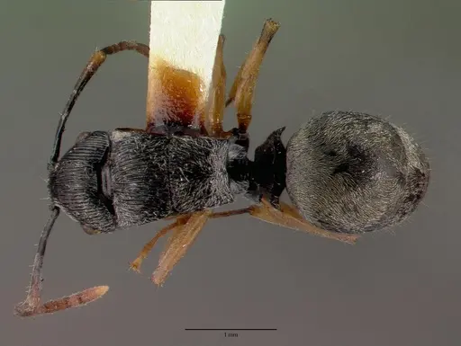 Polyrhachis pallipes specimen