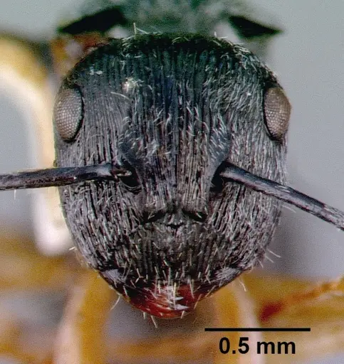 Polyrhachis pallipes specimen