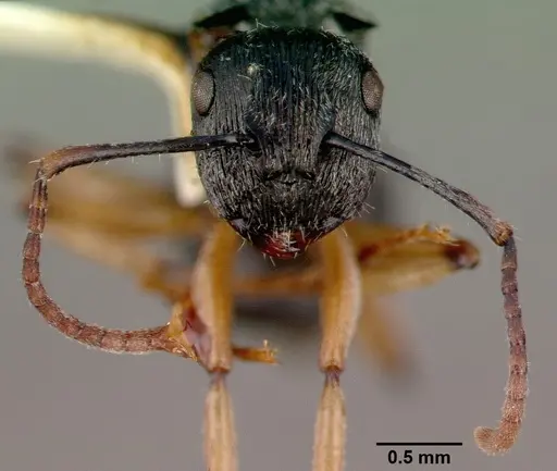 Polyrhachis pallipes specimen