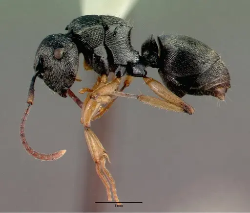 Polyrhachis pallipes - CASTYPE06955