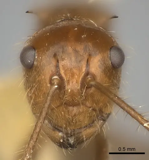 Polyrhachis parabiotica specimen
