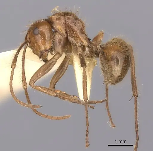 Polyrhachis parabiotica specimen
