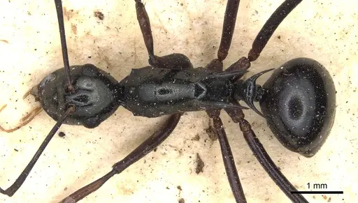 Polyrhachis paromala specimen