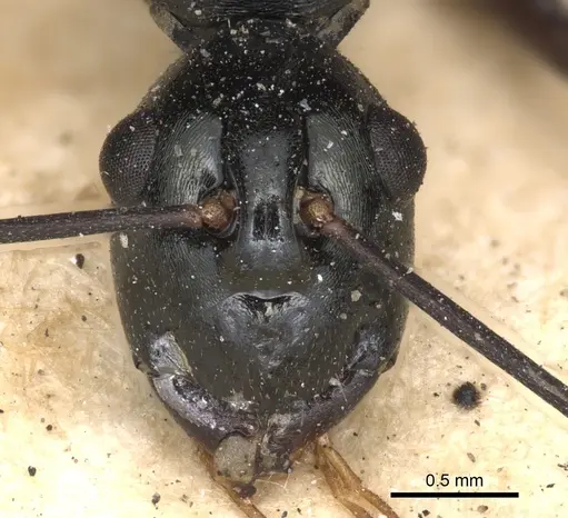 Polyrhachis paromala specimen