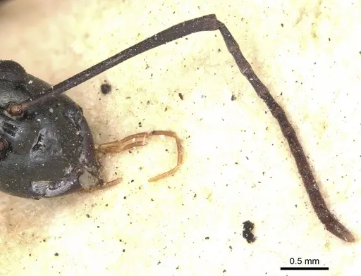 Polyrhachis paromala specimen