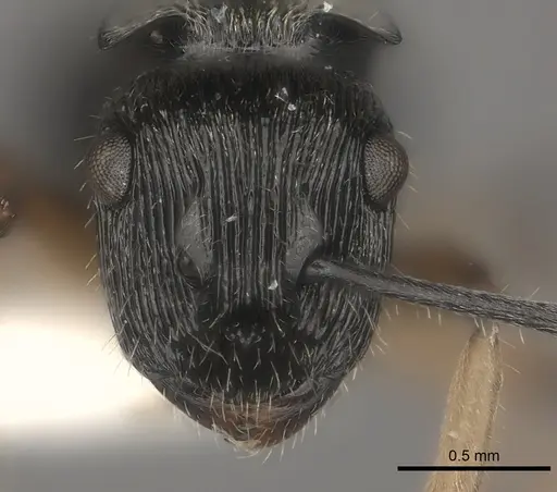 Polyrhachis parva specimen
