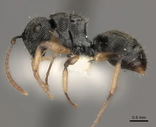 Polyrhachis parva specimen