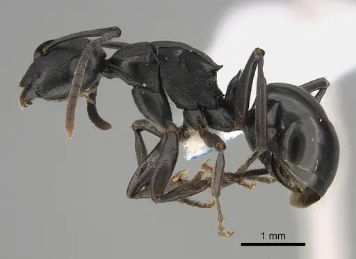 Polyrhachis patiens specimen