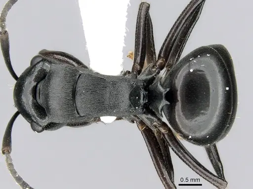 Polyrhachis patiens - CASENT0906559