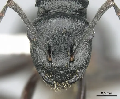 Polyrhachis patiens - CASENT0906559