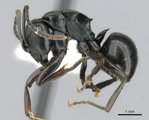 Polyrhachis patiens - CASENT0906559