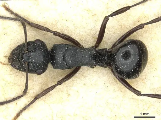 Polyrhachis patiens - CASENT0912093