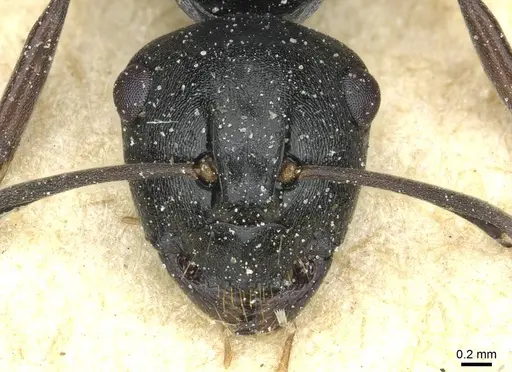 Polyrhachis patiens - CASENT0912093