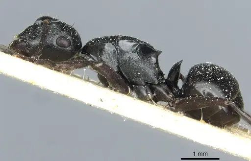 Polyrhachis patiens - CASENT0912093