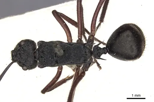 Polyrhachis paxilla specimen
