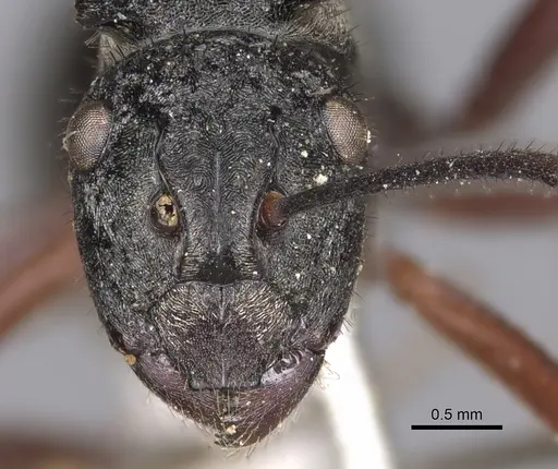 Polyrhachis paxilla specimen
