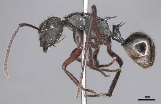 Polyrhachis paxilla specimen