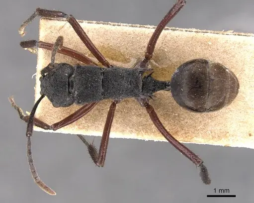 Polyrhachis paxilla - CASENT0905821