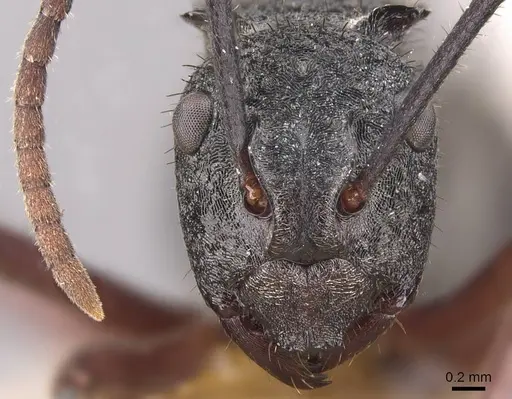 Polyrhachis paxilla - CASENT0905821