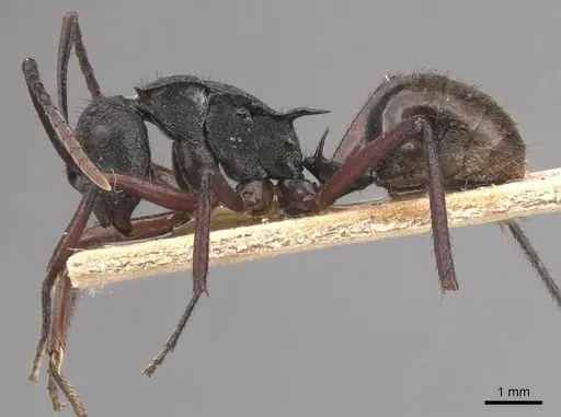 Polyrhachis paxilla - CASENT0905821
