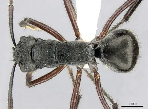 Polyrhachis paxilla - CASENT0906590