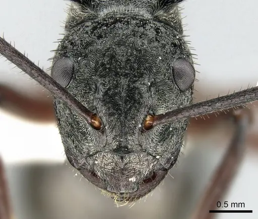 Polyrhachis paxilla - CASENT0906590