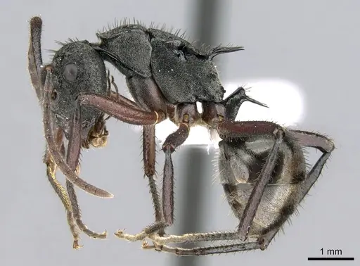 Polyrhachis paxilla - CASENT0906590