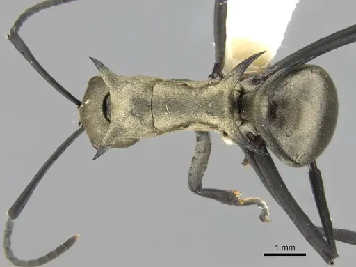 Polyrhachis pellita specimen