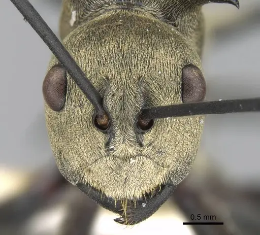 Polyrhachis pellita specimen