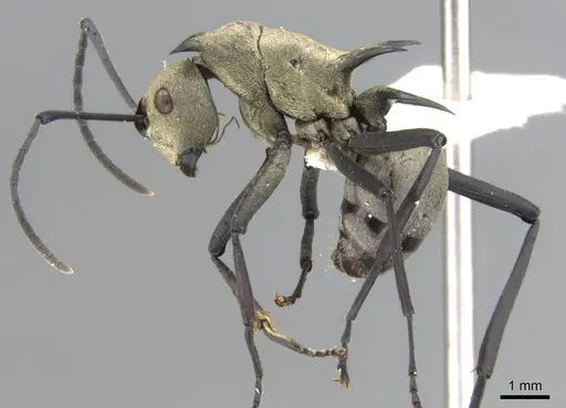 Polyrhachis pellita specimen