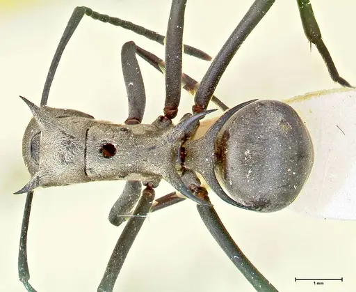 Polyrhachis pellita - FOCOL2643