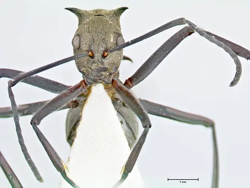 Polyrhachis pellita - FOCOL2643