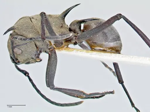 Polyrhachis pellita - FOCOL2643