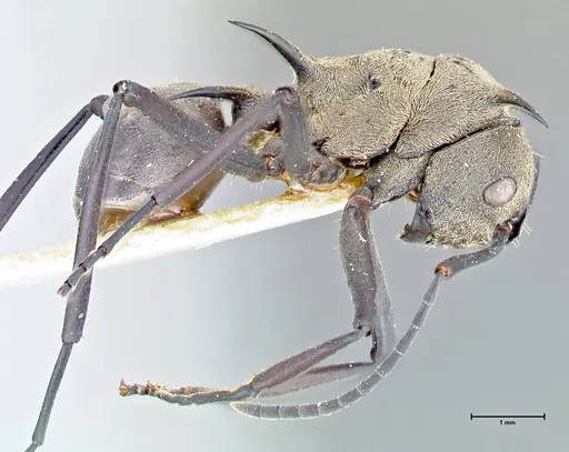 Polyrhachis pellita - FOCOL2643