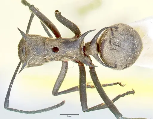 Polyrhachis pellita - FOCOL2644