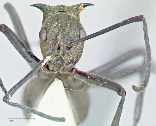 Polyrhachis pellita - FOCOL2644