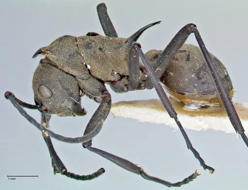 Polyrhachis pellita - FOCOL2644