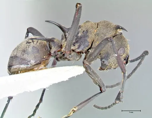 Polyrhachis pellita - FOCOL2644