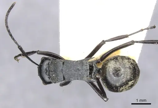 Polyrhachis penelope specimen
