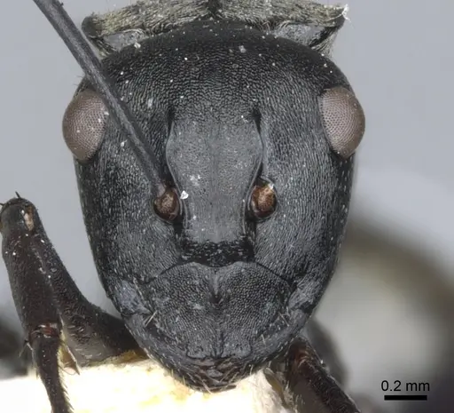 Polyrhachis penelope specimen