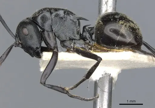 Polyrhachis penelope specimen