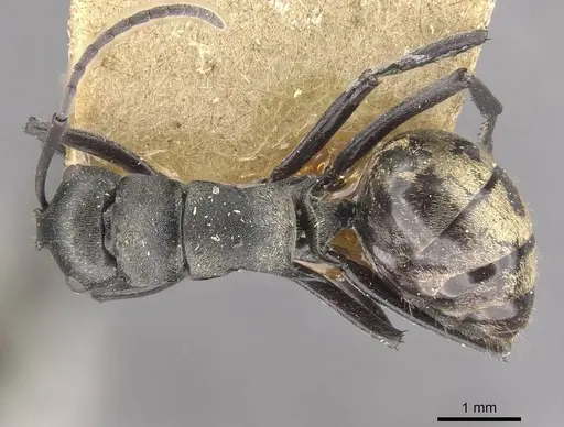 Polyrhachis penelope - CASENT0910806